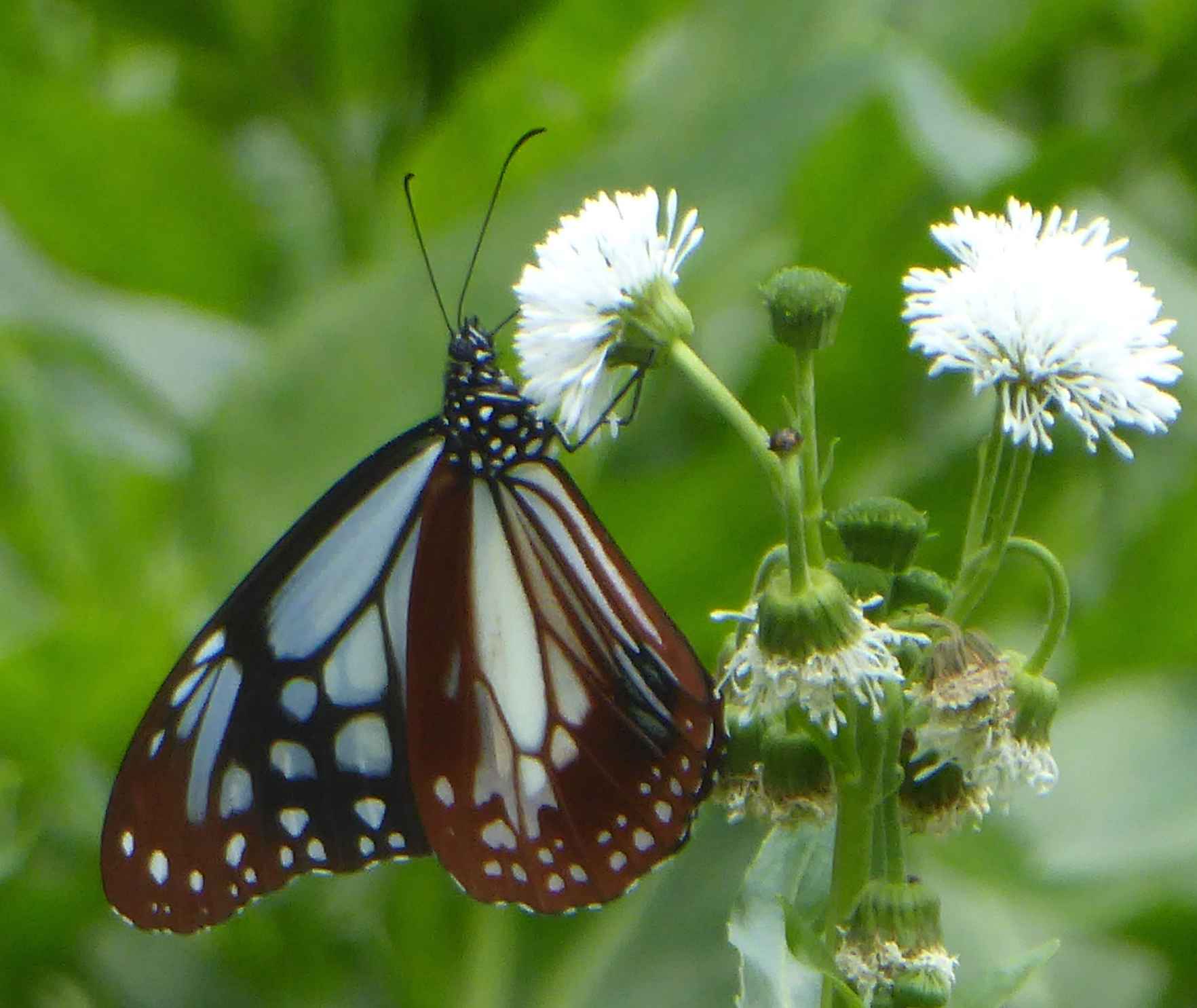 Parantica sita niphonica Parantica sita niphonica